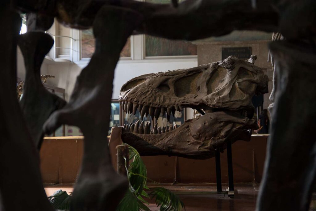 Increíble pero real: ahora también hay quienes no creen que existieron los dinosaurios