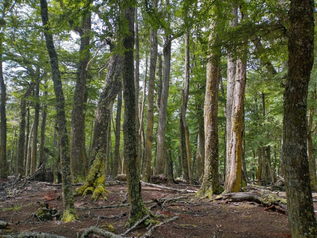Árboles patagónicos y calentamiento global: cuando se altera el reloj biológico de la flora